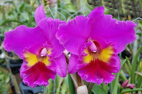 Как цветет орхидея Brassolaeliocattleya King of Taiwan