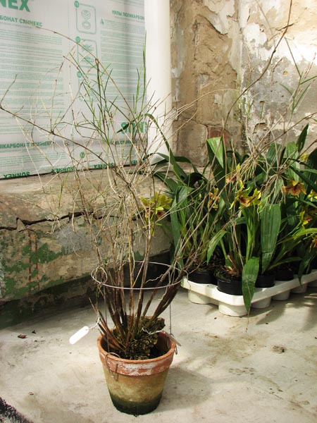 Фото орхидея Dendrobium carinatum