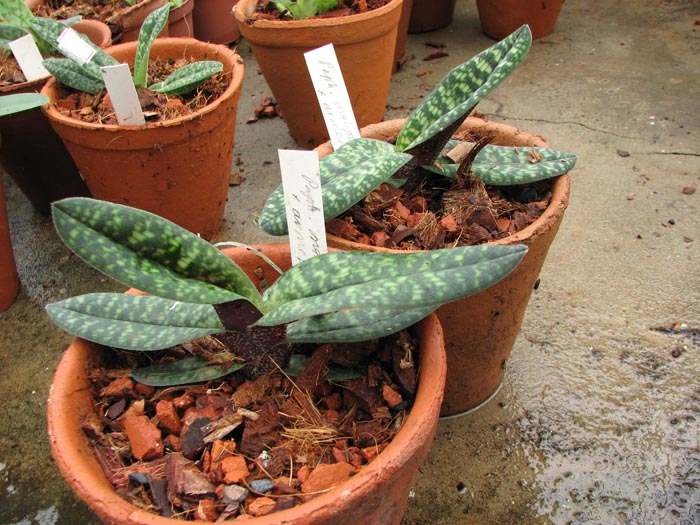 Фото орхидеи Paphiopedilum malipoense x armeniacum