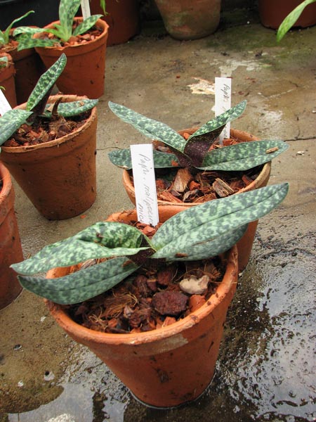 Фото орхидеи Paphiopedilum malipoense x micranthum