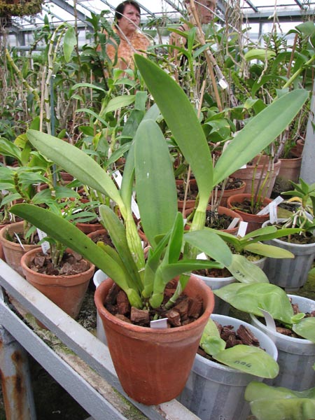 Фото орхидеи Laeliocattleya Sierra Skies 'Leone'