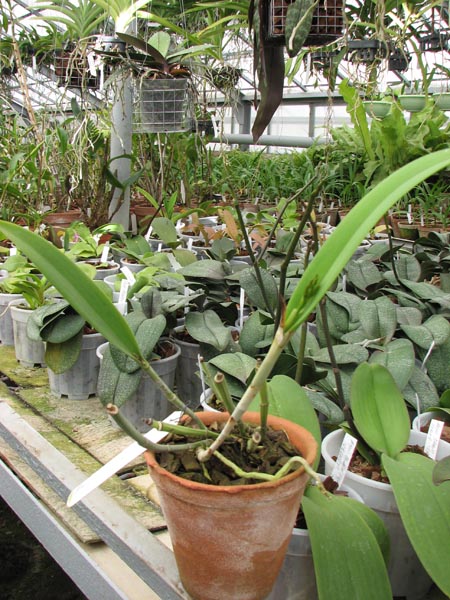 Фото орхидеи Cattleya aurantiaca x Brassavola glauca