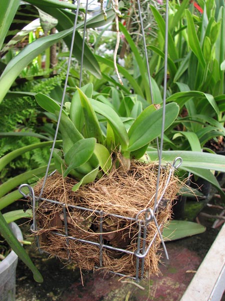 Фото орхидеи Sophrolaeliocattleya Little Hazel 'M'
