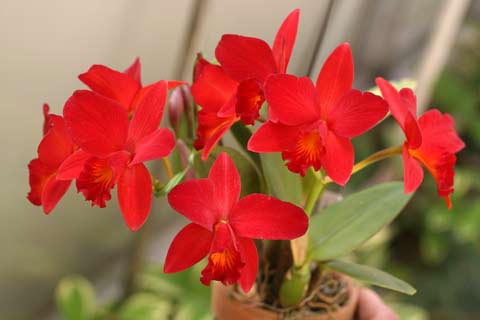 Как цветет орхидея Sophrolaeliocattleya Little Hazel 'M'