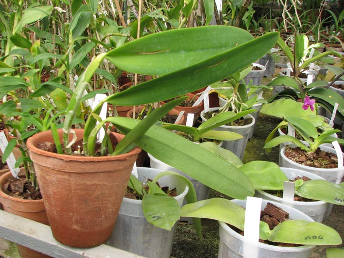 Фото орхидеи Laeliocattleya C G Roebling 'Blue Indigo'
