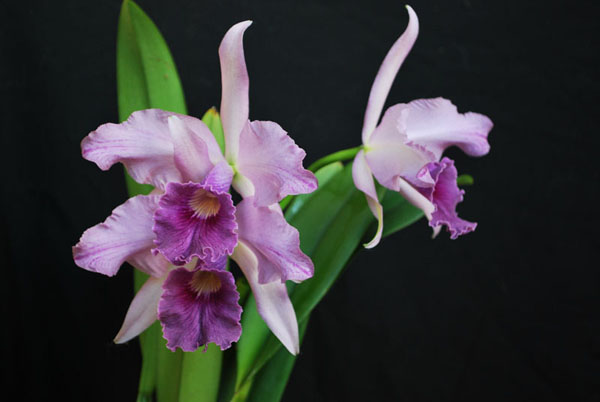 Как цветет орхидея Laeliocattleya Canhamiana coerulea 'Azure Skies'