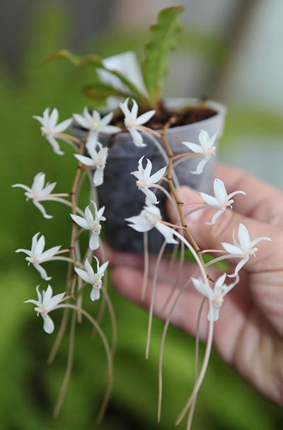 Как цветет орхидея Aerangis mystacidii x decaryana