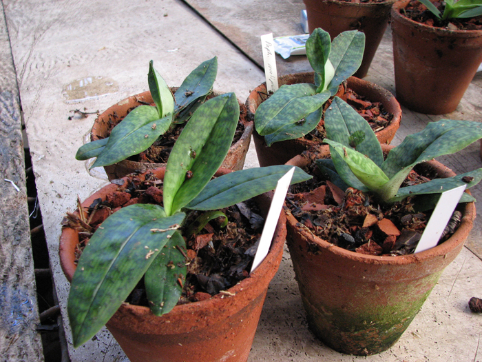Фото орхидеи Paphiopedilum malipoense x emersonii = Paphiopedilum Memoria Larry Heuer