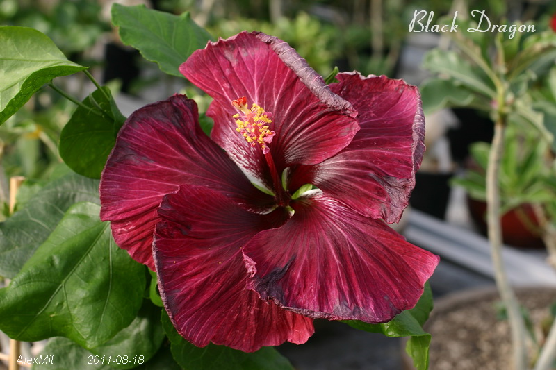 К Чернгму Дракону немного не успел - он уже начал вянуть