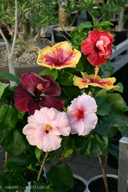 Black Dragon, дубль Gerald Derr, My Angel, Lora и Sgady Lady