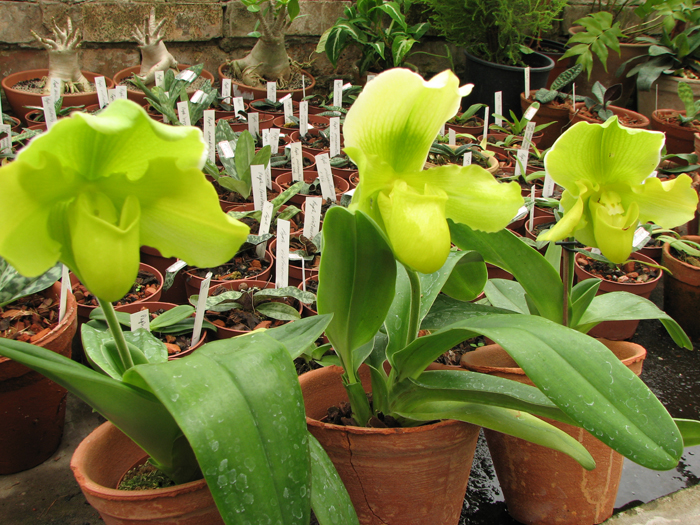 Фото Paphiopedilum complex hybrid (green) башмачок зеленого цвета