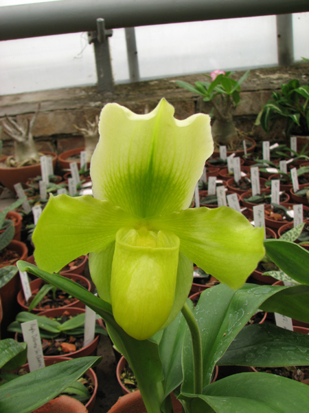 Цветущая орхидея Paphiopedilum complex hybrid (green)