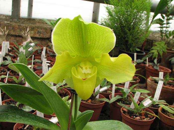 Как зацвести орхидею Paphiopedilum complex hybrid (green)