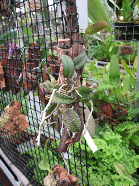 Фото орхидеи Sophronitis cernua