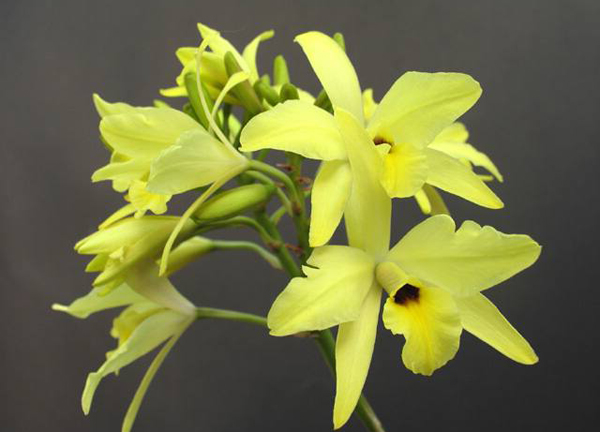 Фото цветущей орхидеи Laelia aurea