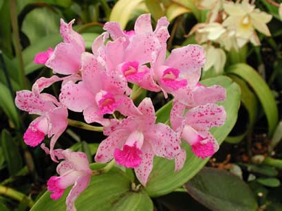 Фото орхидеи Cattleya amethystoglossa