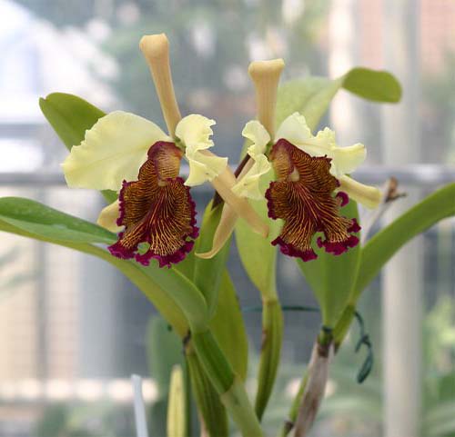 Фото орхидеи Cattleya dowiana