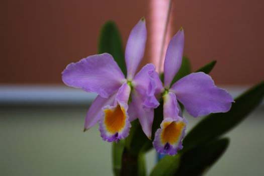Фото орхидеи Cattleya eldorado