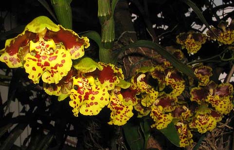 Как цветет орхидея Oncidium sarcodes