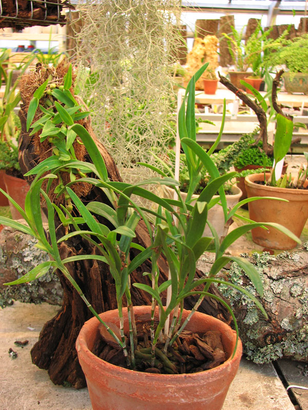 Фото орхидеи Epidendrum repens