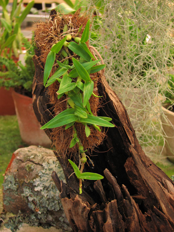 Фото орхидеи Dinema polybulbon