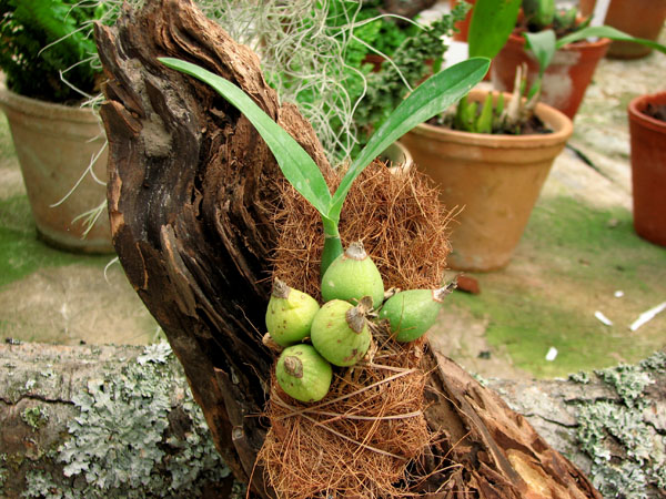 Фото орхидеи Euchile mariae