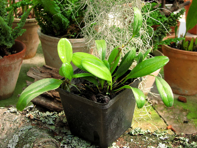 Фото орхидеи Pleurothallis restrepioides