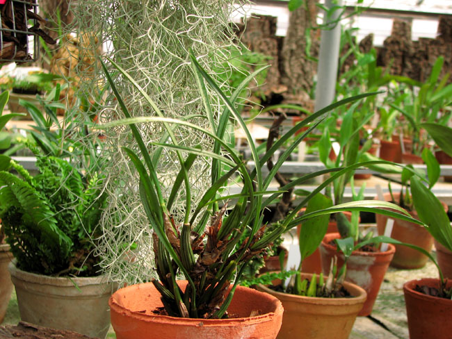 Фото орхидея Maxillaria cogniauxiana