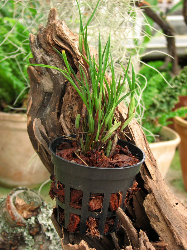 Фото орхидеи Maxillaria juergensii