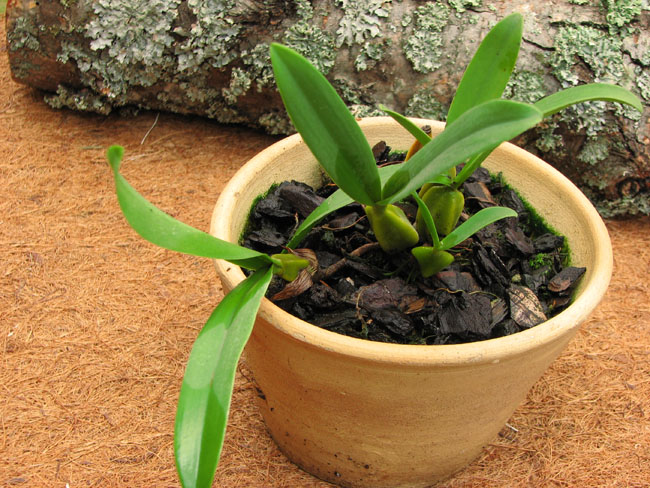 Фото орхидеи Bulbophyllum falcatum