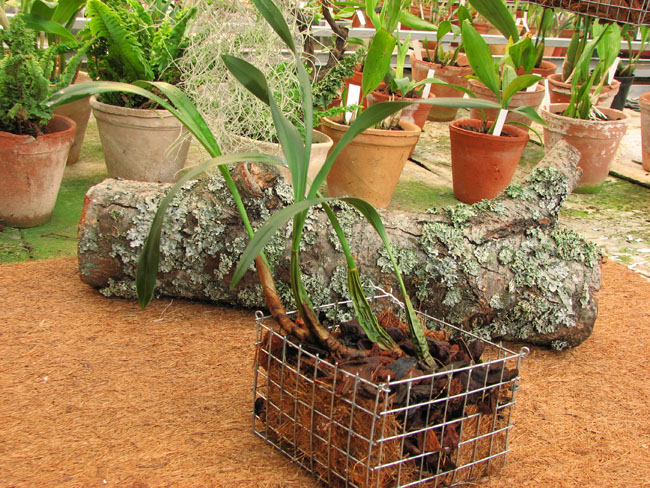 Фото орхидеи Maxillaria marginata