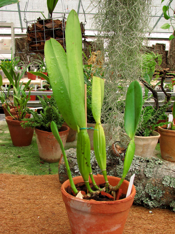 Фото орхидеи Laelia lobata alba plena