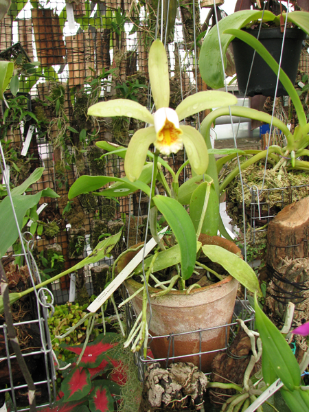 Фото орхидеи Cattleya forbesii