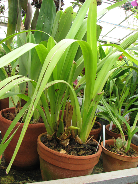 Фото орхидеи Maxillaria nasuta