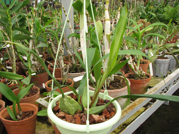Фото орхидеи Coelogyne cristata 'maxima'