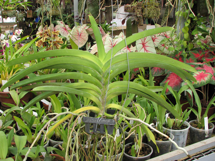 Фото орхидеи Vanda sanderiana x Taweesuksa с двумя цветоносами