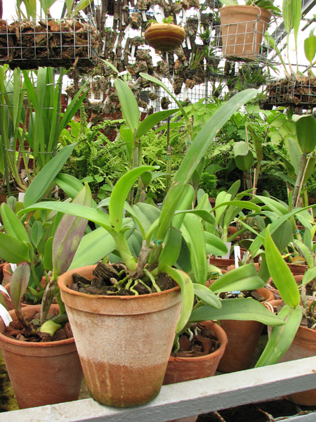 Фото орхидеи Laeliocattleya Sierra Skies 'Leone'