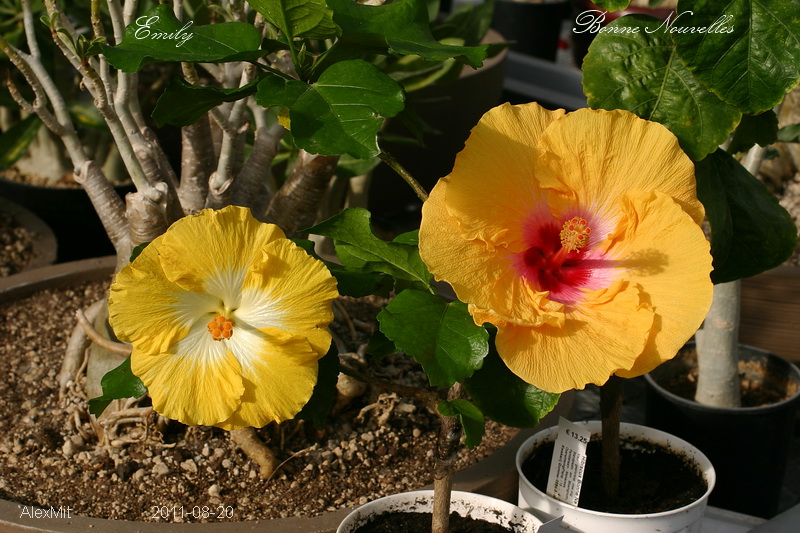 Фото в лучах солнца