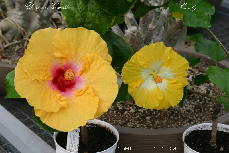 Фото в рассеянном свете