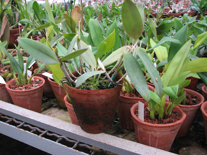 Фото орхидеи Cattleya kerri