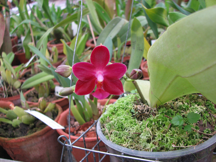 Фото орхидеи Phalaenopsis Nobby's Pacific Sunset 'Red Pearl'