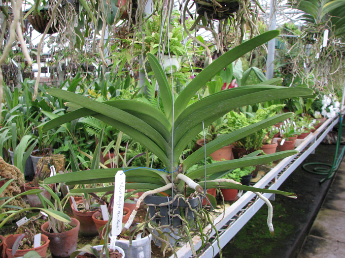 Фото орхидеи Vanda Robert Delight 'Blue Black' AM/AOS