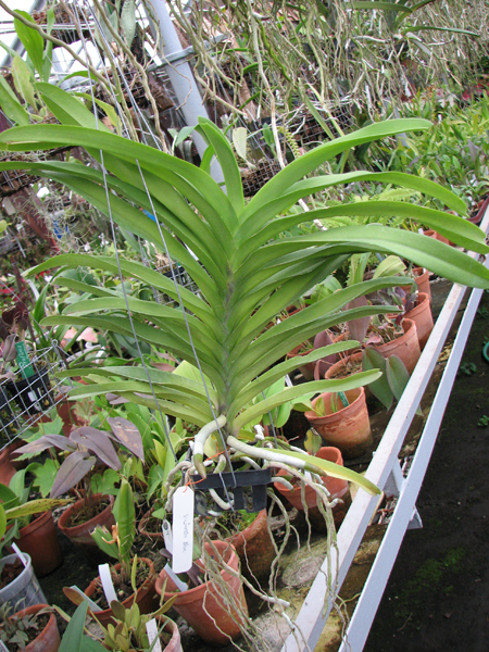 Фото орхидеи Vanda Sansai Blue