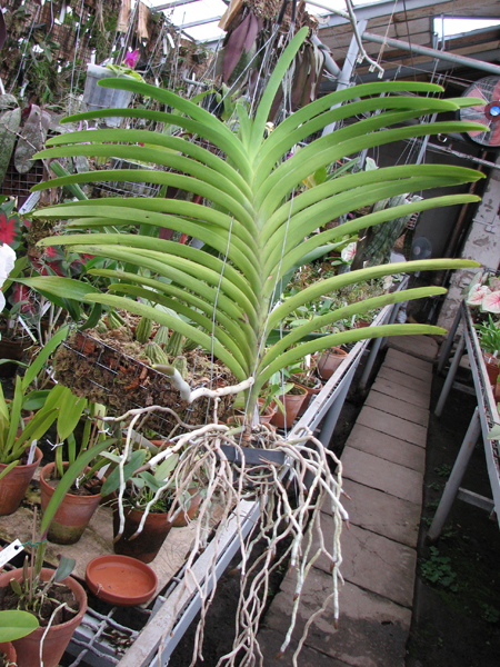 Фото орхидеи Vanda Gypsy Rocket