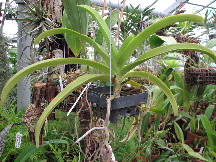 Фото орхидеи Rhynchovanda Chang Thai с цветоносом