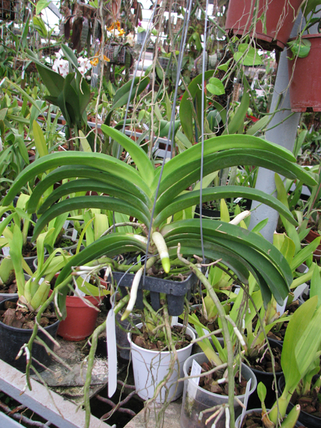 Фото орхидеи Vascostylis Five Friendship x Rhynchostylis coelestis pink