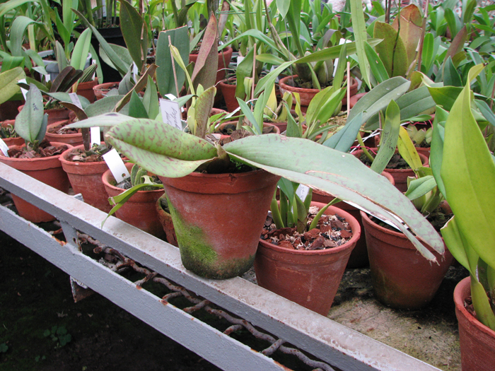 Фото орхидеи Psychopsis Kalihi 'Big'