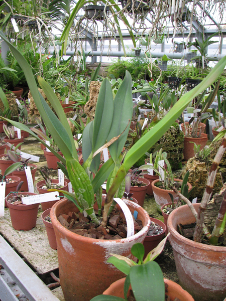 Фото орхидеи Laeliocattleya Canhamiana coerulea 'Azure Skies'