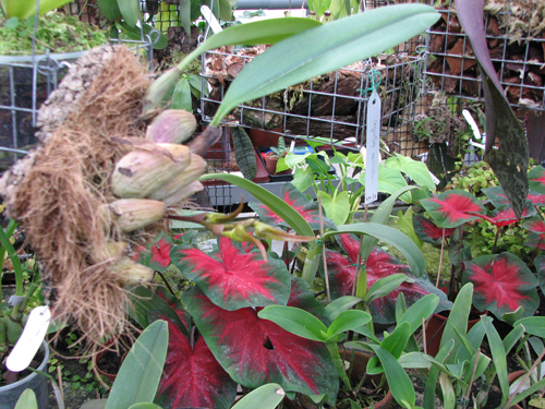 Фото орхидеи Bulbophyllum papulosum
