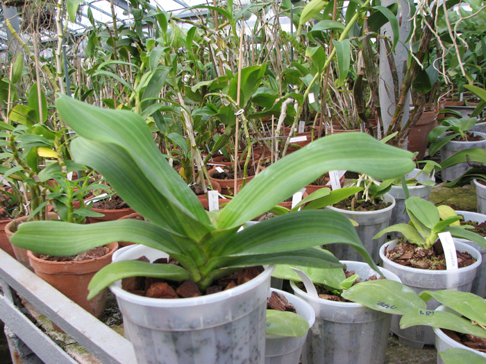 Фото орхидеи Rhynchostylis gigantea 'Orange Star'